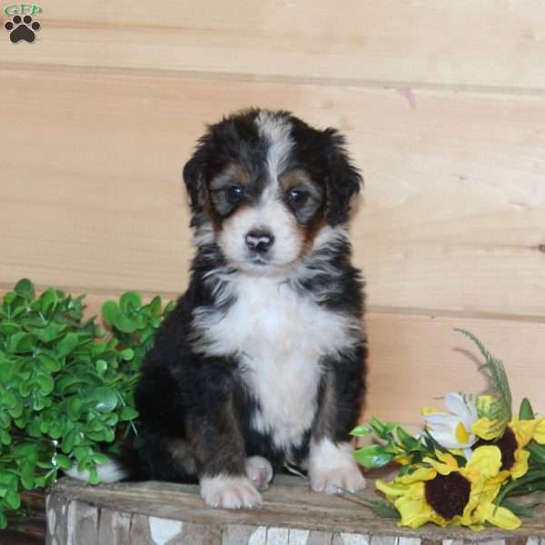 Golden Corral, Bernedoodle Puppy